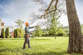 Best Fruit Tree Pruning  in Iyanbito, NM